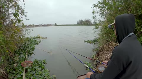 Shad Races the Rivers Current