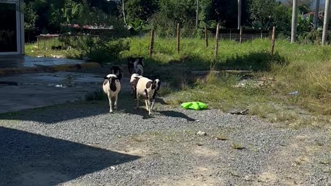 The Sheep Are Wildin'