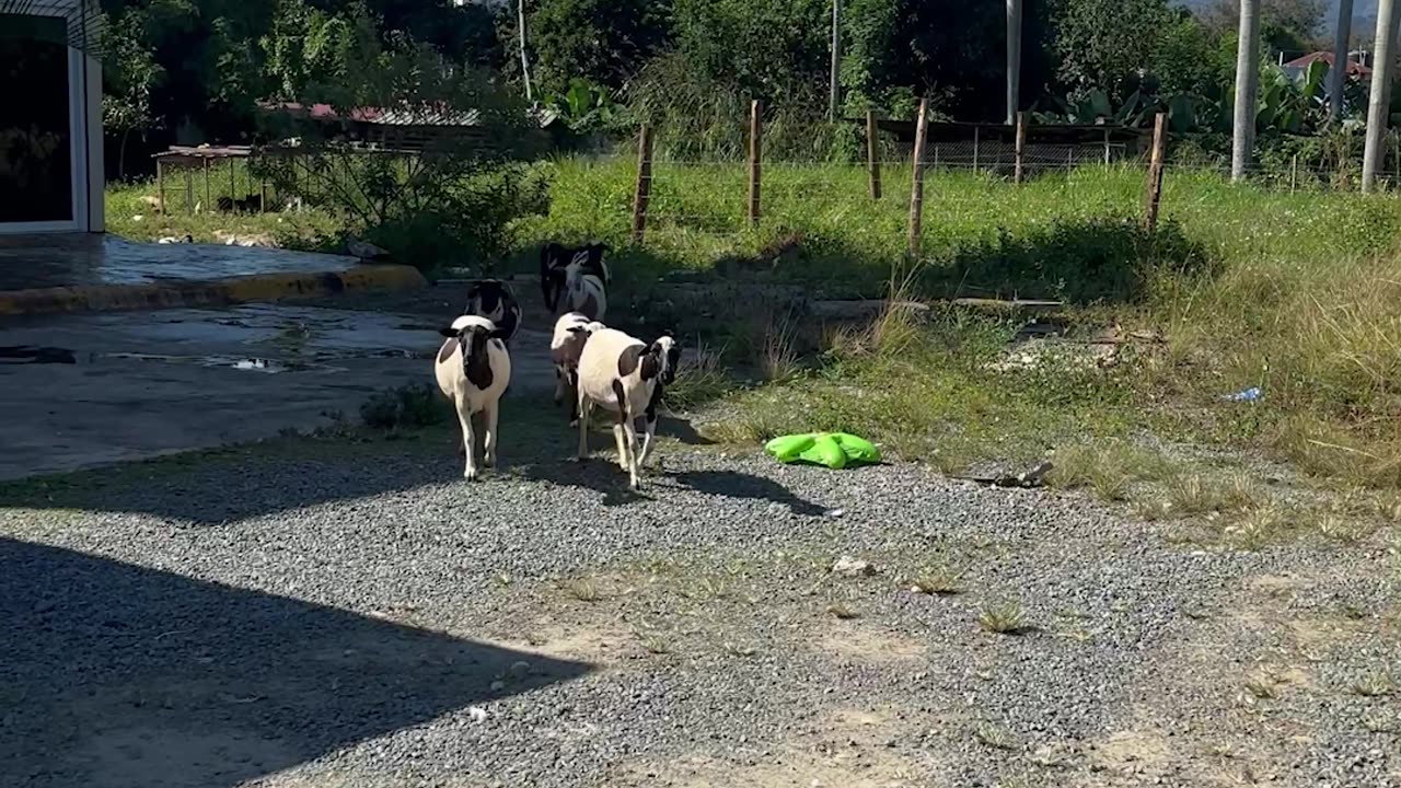 The Sheep Are Wildin'