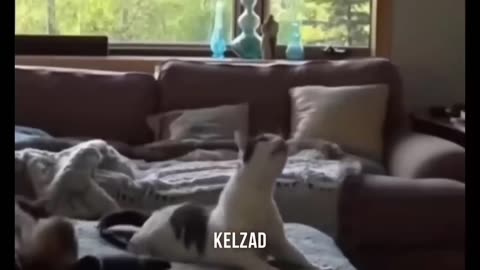 Funny Animals 😅 Very Funny Cats and Dogs Videos 😹🐶 PART 2