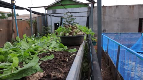 Backyard Aquaponics System for Homesteading 2.0 #HomesteadAct2.0
