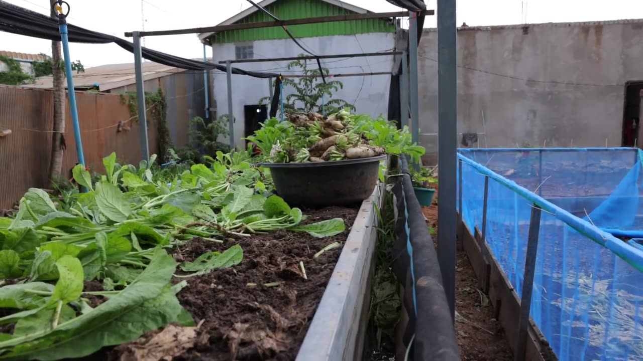 Backyard Aquaponics System for Homesteading 2.0 #HomesteadAct2.0