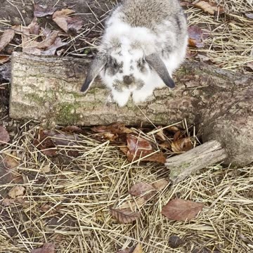 Bunny Reacts to Mirror Again