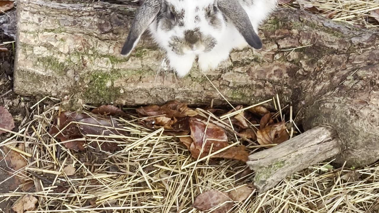 Bunny Reacts to Mirror Again