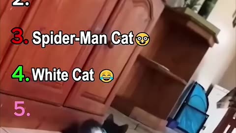 Ranking Funny Cat Moment
