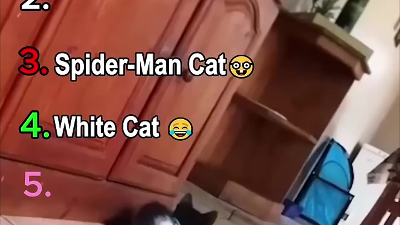 Ranking Funny Cat Moment