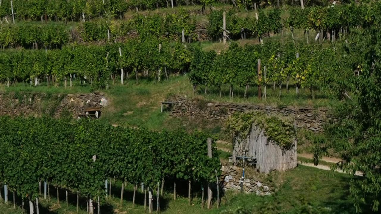 Vinohrady, vinohrady ...