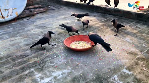 Crow Calls in Different Languages | Crow bird crowing sounds to attract Crows For Foods,