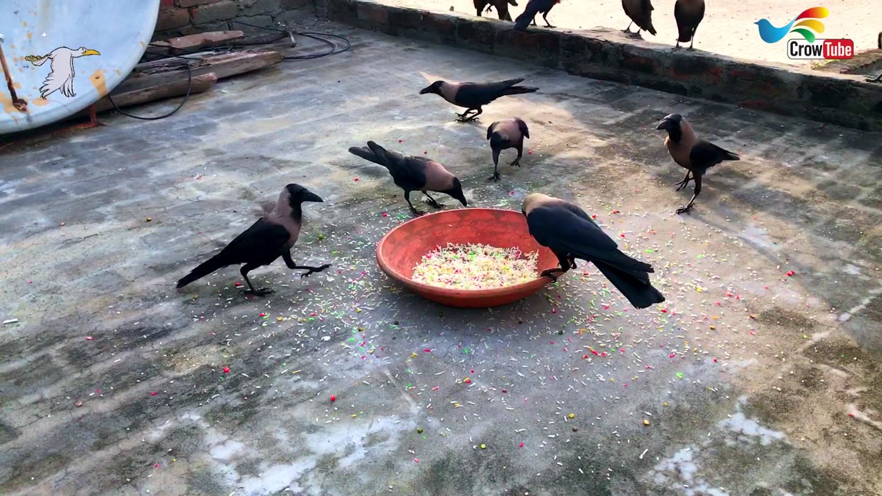 Crow Calls in Different Languages | Crow bird crowing sounds to attract Crows For Foods,
