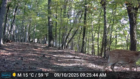 The Woods – 09/10/2025