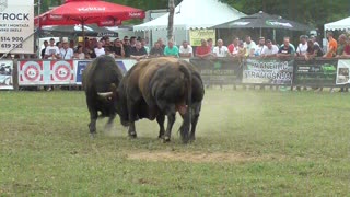 Orginalac od Selmana vs Tayson od Lačića Bronzani Majdan 2025