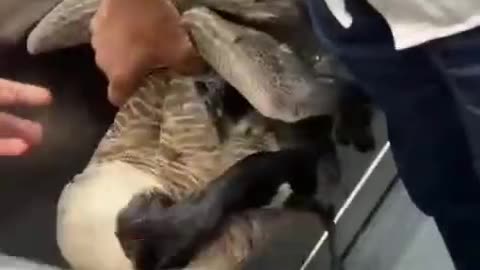 So much for our uk wildlife, there eating them...