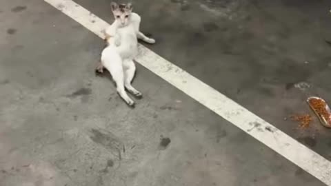 When life’s just too much… 😂 #catlife