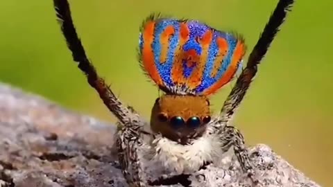 Dancing Peacock Spider – Nature’s Tiny Performer