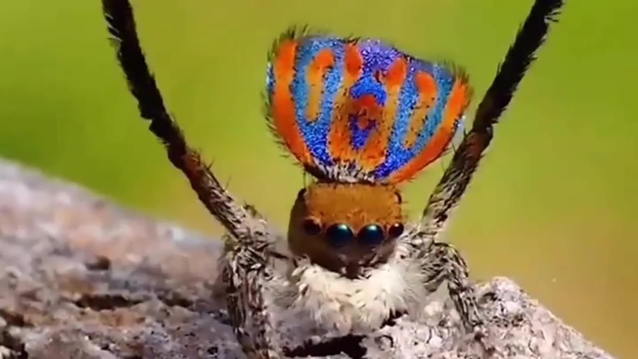 Dancing Peacock Spider – Nature’s Tiny Performer