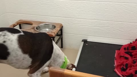 Teeny 3y A754834 he's pretty busy but so loving@TRN, from kennel 174 PACC shelter104