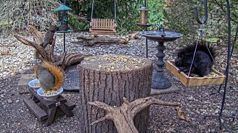 LIVE 24/7 Indiana Birds, Squirrels and Wildlife Feeder Cam