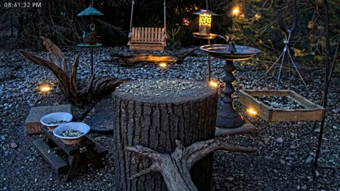 LIVE 24/7 Indiana Birds, Squirrels and Wildlife Feeder Cam