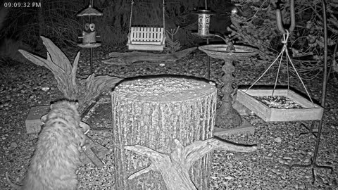 LIVE 24/7 Indiana Birds, Squirrels and Wildlife Feeder Cam