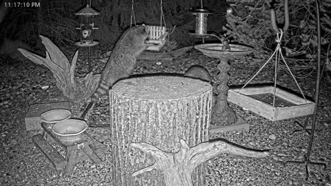 LIVE 24/7 Indiana Birds, Squirrels and Wildlife Feeder Cam