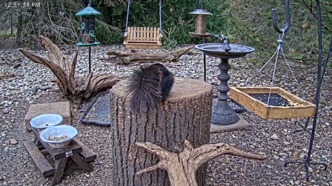 LIVE 24/7 Indiana Birds, Squirrels and Wildlife Feeder Cam