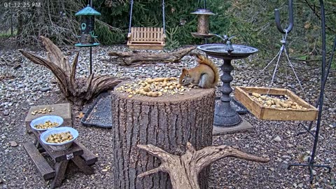LIVE 24/7 Indiana Birds, Squirrels and Wildlife Feeder Cam