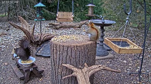 LIVE 24/7 Indiana Birds, Squirrels and Wildlife Feeder Cam