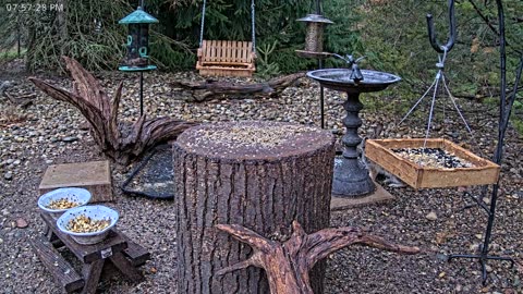 LIVE 24/7 Indiana Birds, Squirrels and Wildlife Feeder Cam