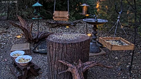 LIVE 24/7 Indiana Birds, Squirrels and Wildlife Feeder Cam