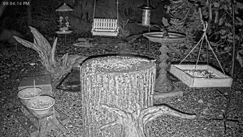 LIVE 24/7 Indiana Birds, Squirrels and Wildlife Feeder Cam