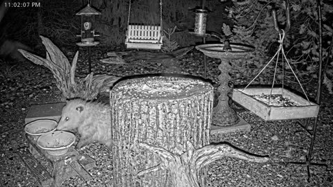 LIVE 24/7 Indiana Birds, Squirrels and Wildlife Feeder Cam