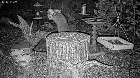 LIVE 24/7 Indiana Birds, Squirrels and Wildlife Feeder Cam