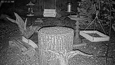 LIVE 24/7 Indiana Birds, Squirrels and Wildlife Feeder Cam