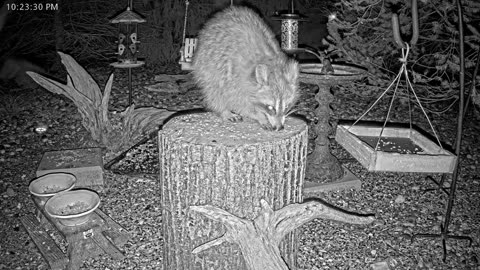 LIVE 24/7 Indiana Birds, Squirrels and Wildlife Feeder Cam
