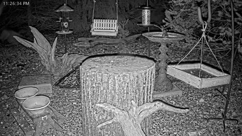 LIVE 24/7 Indiana Birds, Squirrels and Wildlife Feeder Cam