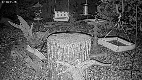 LIVE 24/7 Indiana Birds, Squirrels and Wildlife Feeder Cam