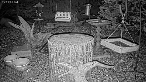 LIVE 24/7 Indiana Birds, Squirrels and Wildlife Feeder Cam