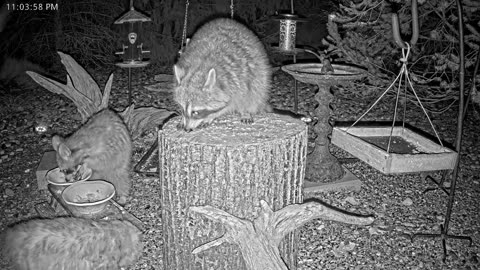 LIVE 24/7 Indiana Birds, Squirrels and Wildlife Feeder Cam
