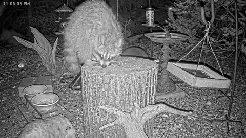 LIVE 24/7 Indiana Birds, Squirrels and Wildlife Feeder Cam