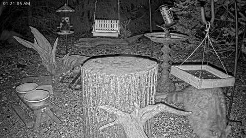 LIVE 24/7 Indiana Birds, Squirrels and Wildlife Feeder Cam