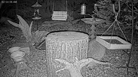 LIVE 24/7 Indiana Birds, Squirrels and Wildlife Feeder Cam