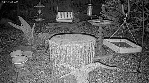 LIVE 24/7 Indiana Birds, Squirrels and Wildlife Feeder Cam