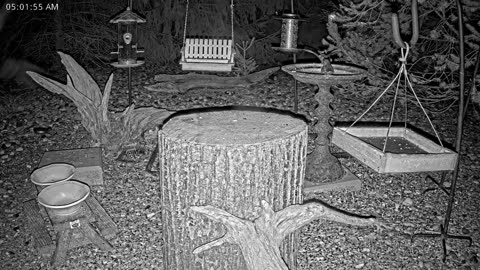 LIVE 24/7 Indiana Birds, Squirrels and Wildlife Feeder Cam