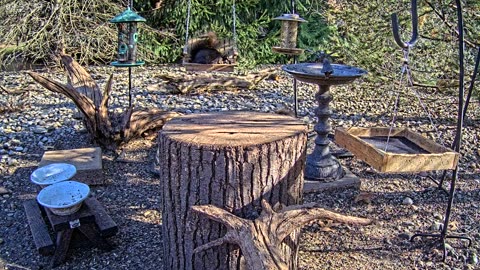 LIVE 24/7 Indiana Birds, Squirrels and Wildlife Feeder Cam