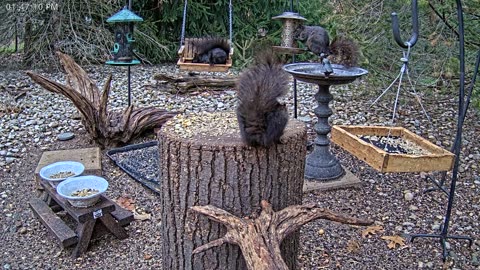 LIVE 24/7 Indiana Birds, Squirrels and Wildlife Feeder Cam