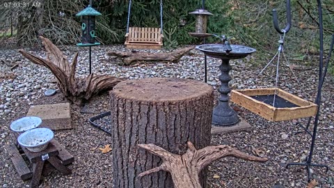 LIVE 24/7 Indiana Birds, Squirrels and Wildlife Feeder Cam