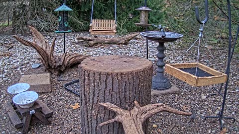 LIVE 24/7 Indiana Birds, Squirrels and Wildlife Feeder Cam