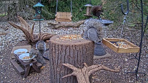 LIVE 24/7 Indiana Birds, Squirrels and Wildlife Feeder Cam