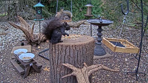 LIVE 24/7 Indiana Birds, Squirrels and Wildlife Feeder Cam