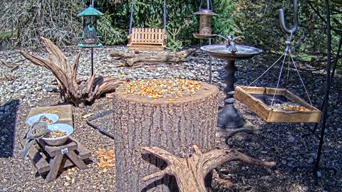LIVE 24/7 Indiana Birds, Squirrels and Wildlife Feeder Cam